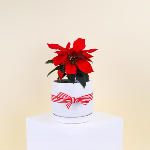 Poinsettia In Ceramic Pot  - Standard 0