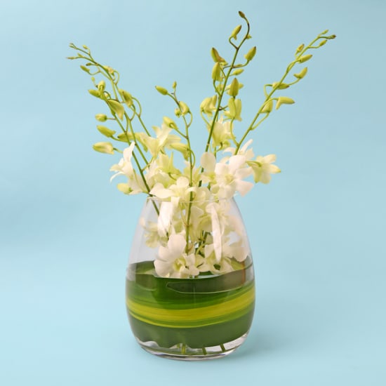 Elegant Orchids  - Standard