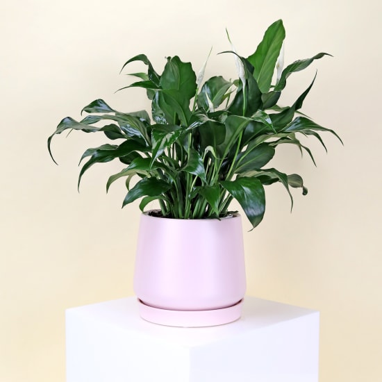 Peace Lily In Loretto Ceramic Pot  - Standard