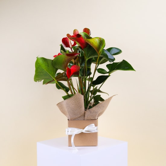Gift Boxed Anthurium Plant - Standard