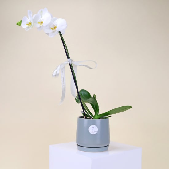 Phalaenopsis In Ceramic Splendor  - Standard