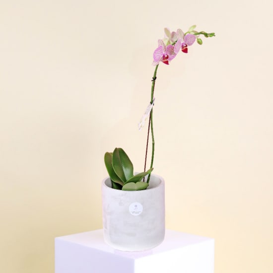 Urban Bloom Phalaenopsis - Standard