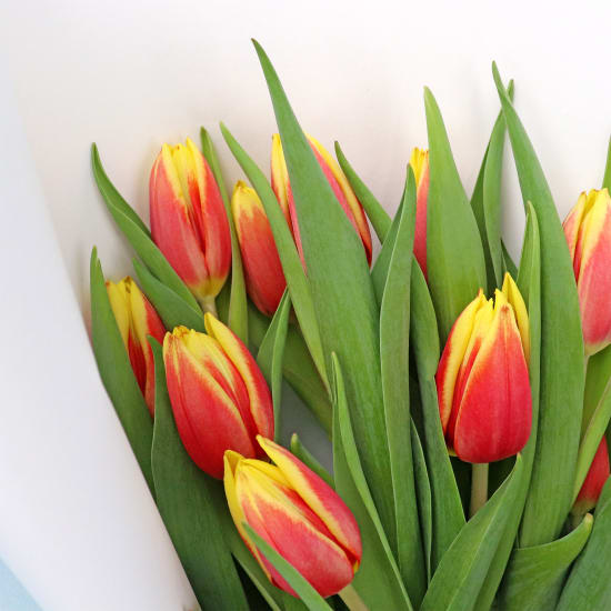 Tulip Bouquet  - Standard