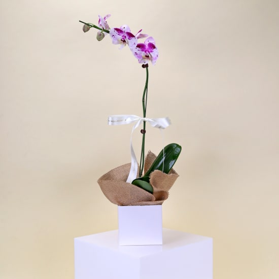 Phalaenopsis Orchid Plant - Standard