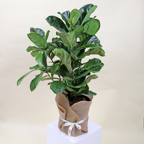 Rustic Elegance Fiddle Leaf  - Standard