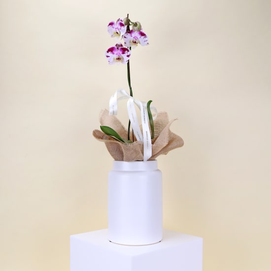 Elegant Phalaenopsis Orchid in Pot - Standard