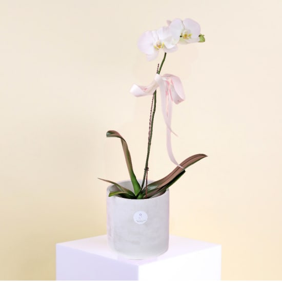 Urban Bloom Phalaenopsis - Standard