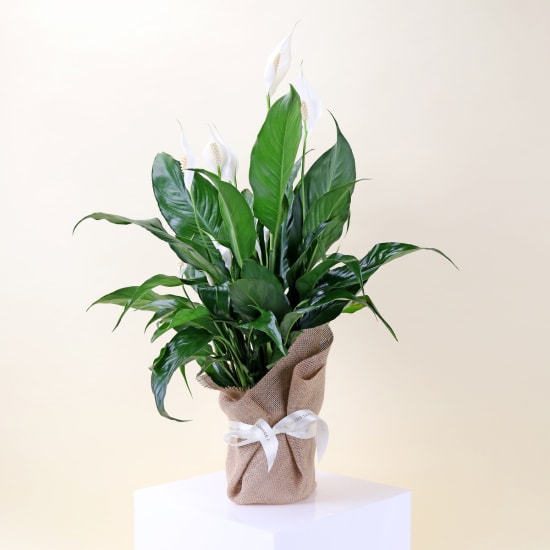 Peace Lily Plant  - Standard