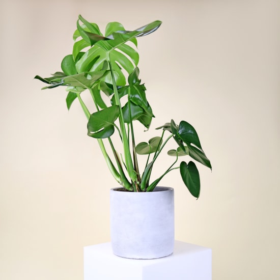 Monstera Contemporary Charm  - Standard