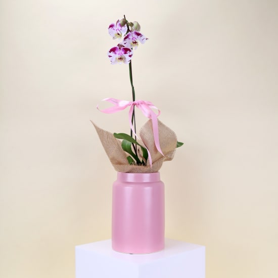 Orchid Splendour In Ceramic Pot  - Standard