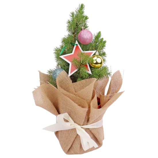 Living Potted Christmas Tree