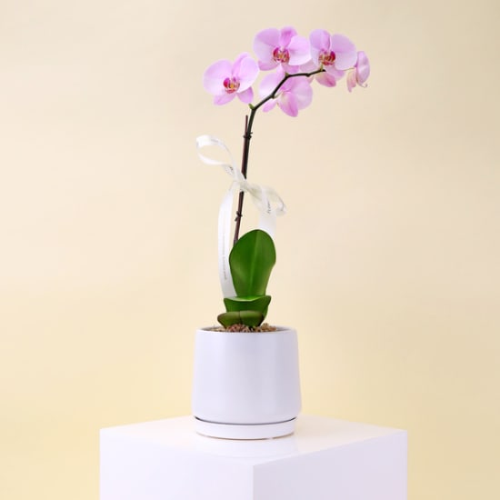 Orchid Splendor  - Standard