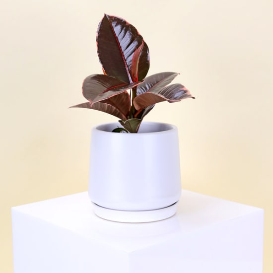 Ruby Ficus In Ceramic Pot 120 ml - Standard