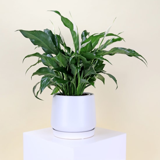 Peace Lily In Loretto Ceramic Pot  - Standard