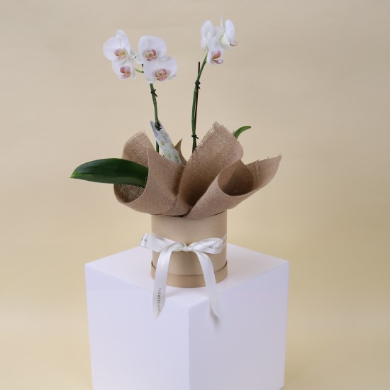 Petite Phalaenopsis Hatbox - Standard