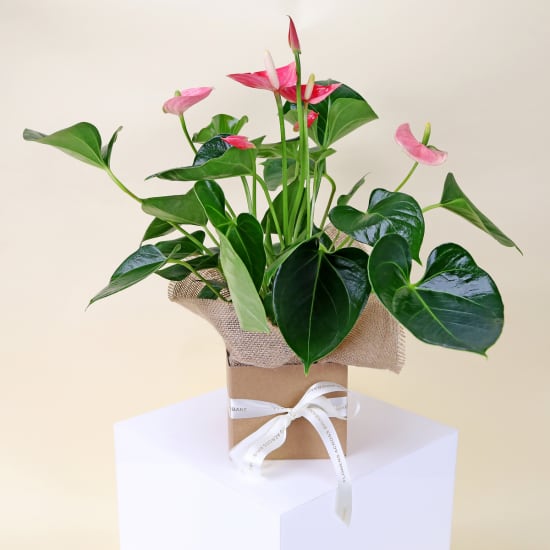 Gift Boxed Anthurium Plant - Standard
