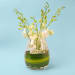 Elegant Orchids - Standard