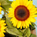 Sunburst Bloom Box - Standard