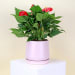 Anthurium In Ceramic Pot  - Standard