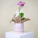 Dainty Pot Of Orchid Beauty - Standard
