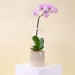 Ceramic Orchid Delight - Standard