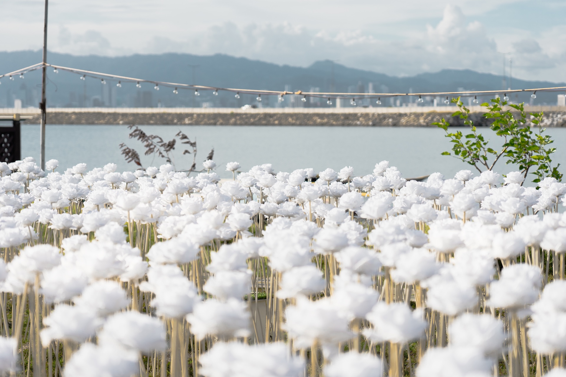 Field of white rose installations at 10000 Roses Cafe with Cebu bridge and mountains in the background