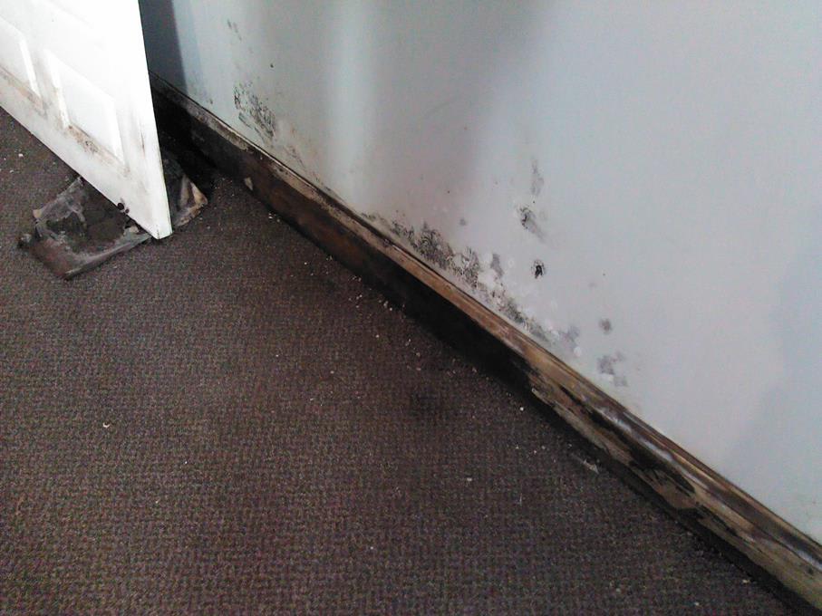 Toxic Black Mold Growth on Wall Toxic Black Mold Growth on Wall