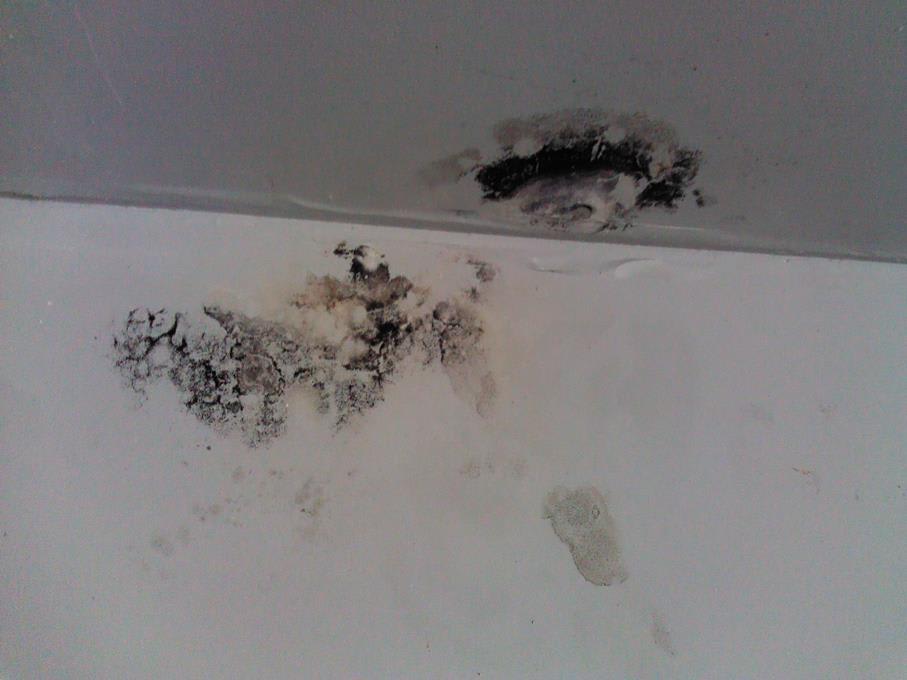 Toxic Black Mold in Ceiling Toxic Black Mold in Ceiling