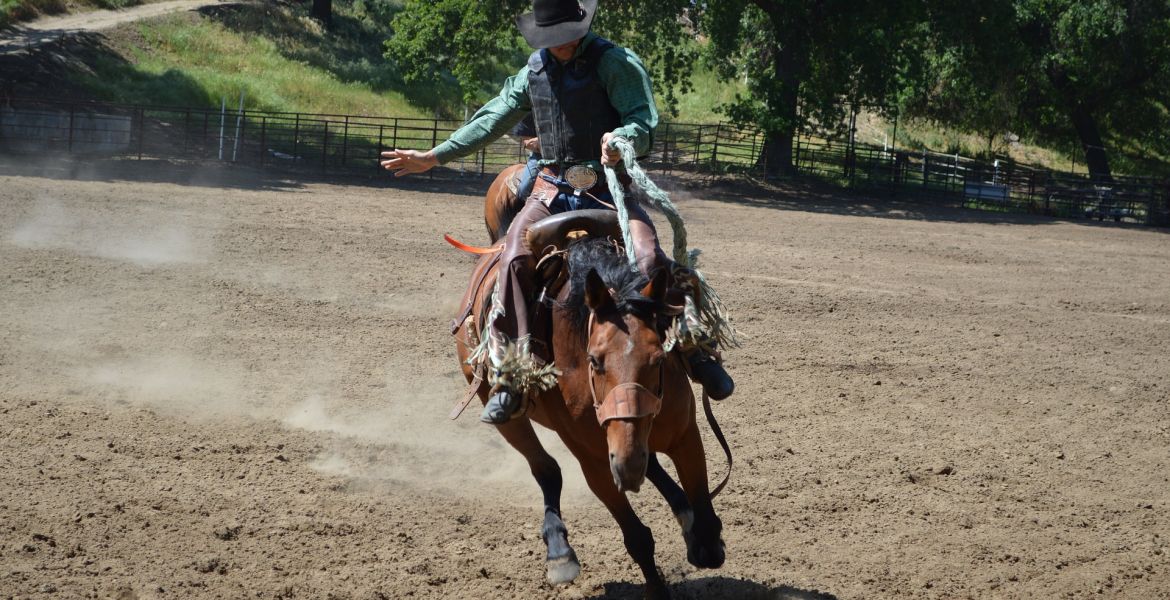 rodeo horse rider cowboy