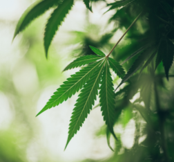 Cannabis plants growing