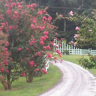 Photo of Nhà thờ Tin Lành Báp Tít   Việt Nam - Vietnamese Faith Baptist Church of Charlotte North Carolina