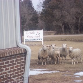 Gentle Shepherd Baptist Church