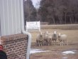 Gentle Shepherd Baptist Church