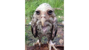 Wet Owl Bartholomew Charles Anderson XIV