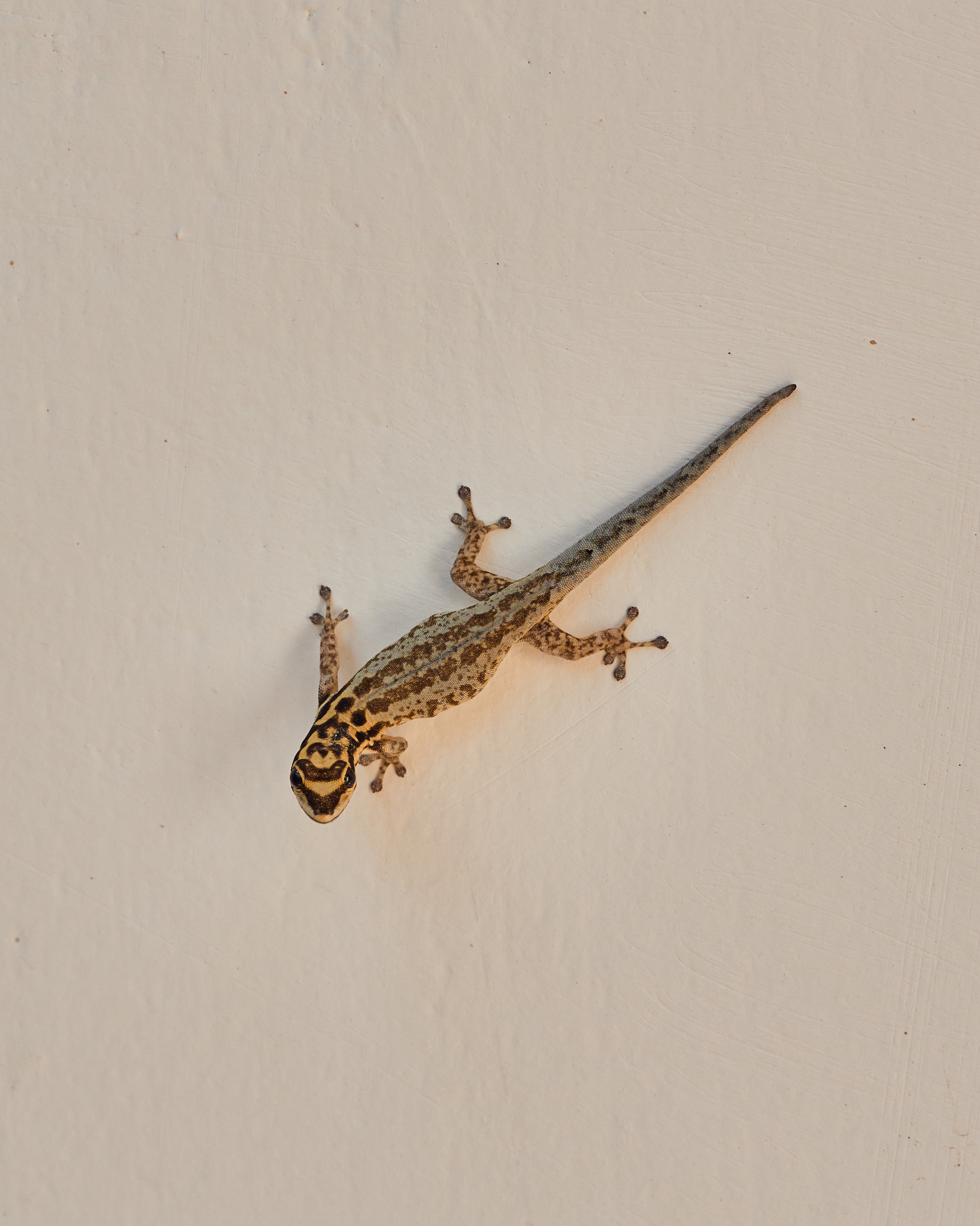 Clingny House Gecko