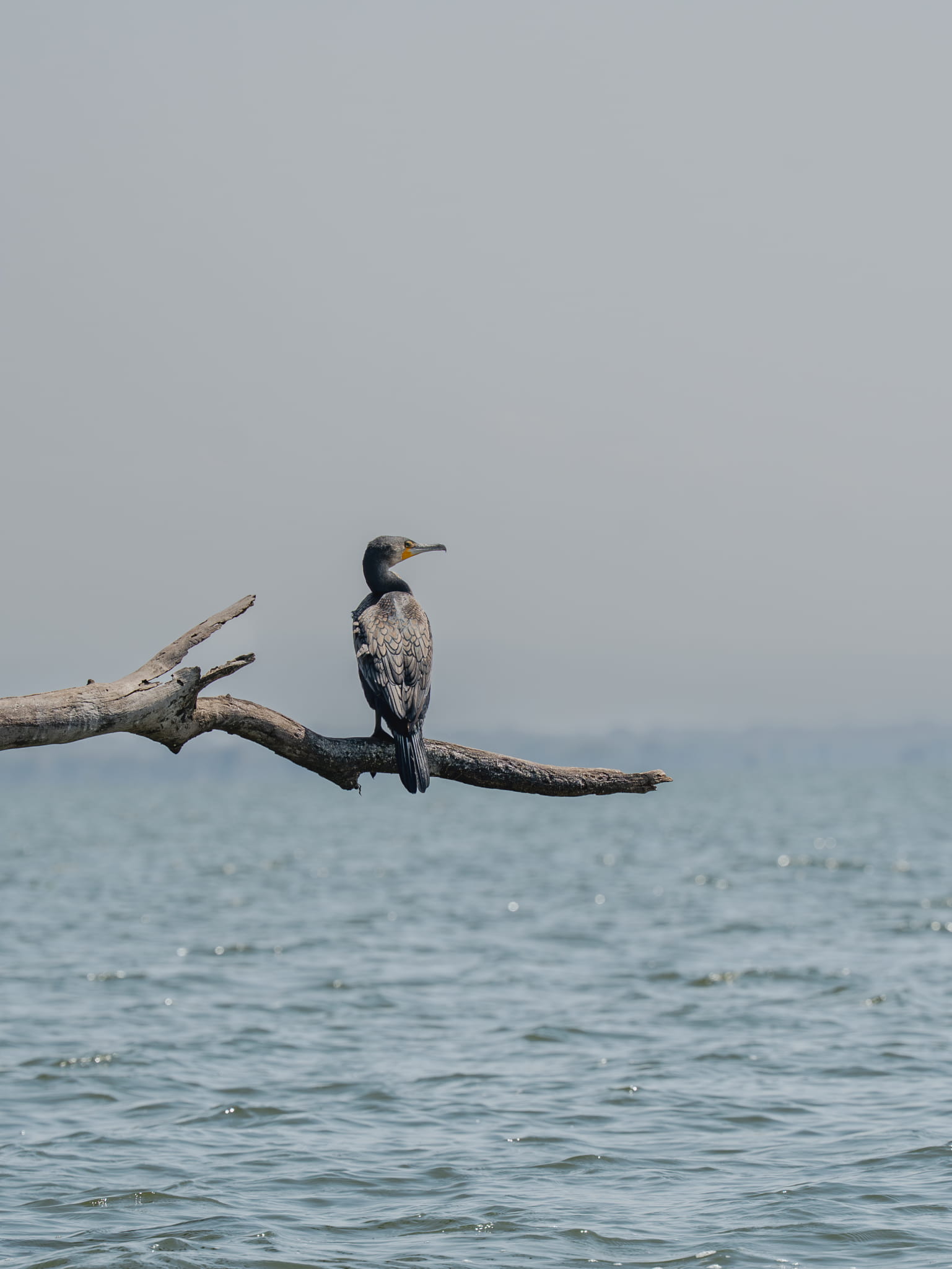 Perched Cormorant Over Tranquil Waters
