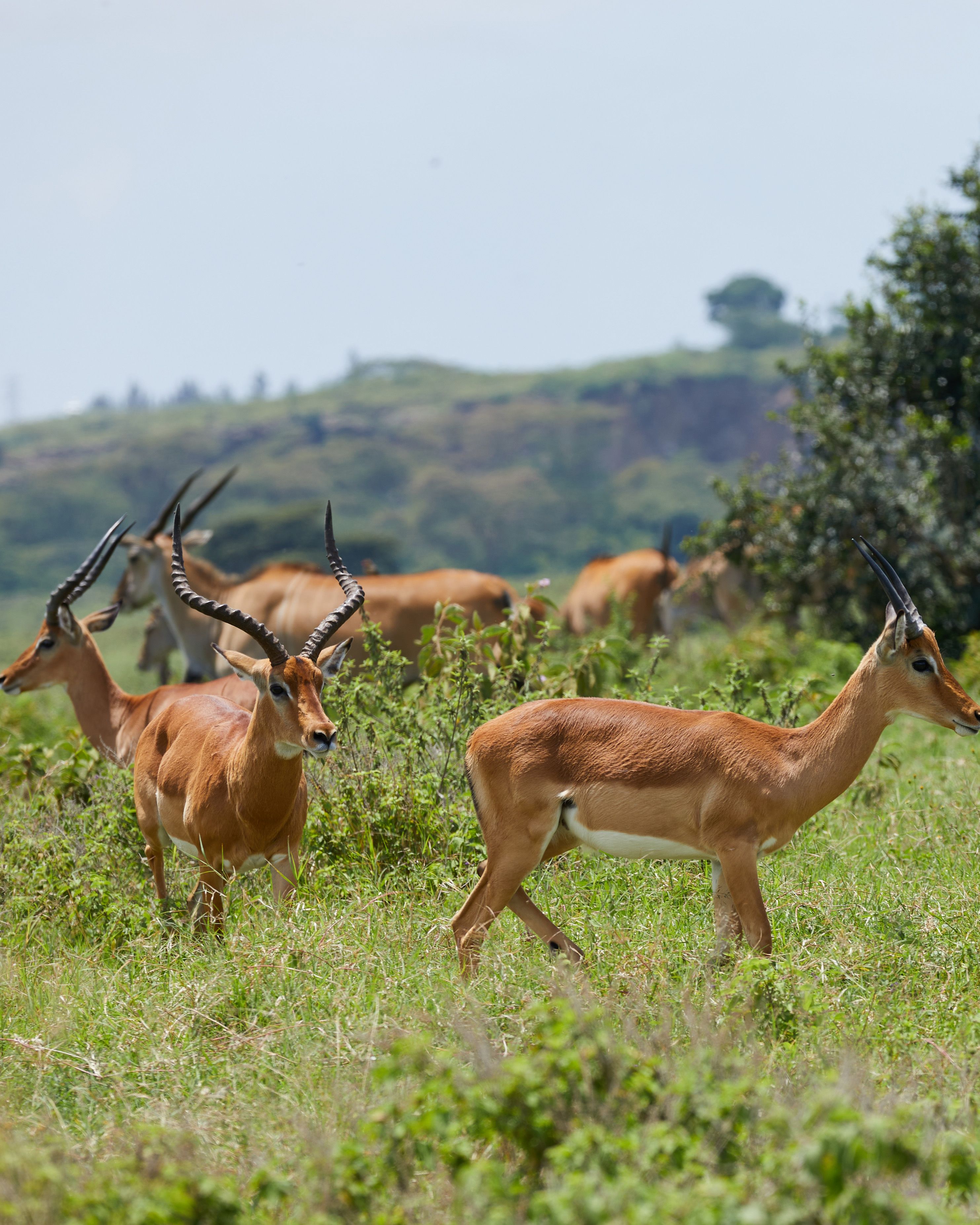 Impalas Grazing on the Open Savanna