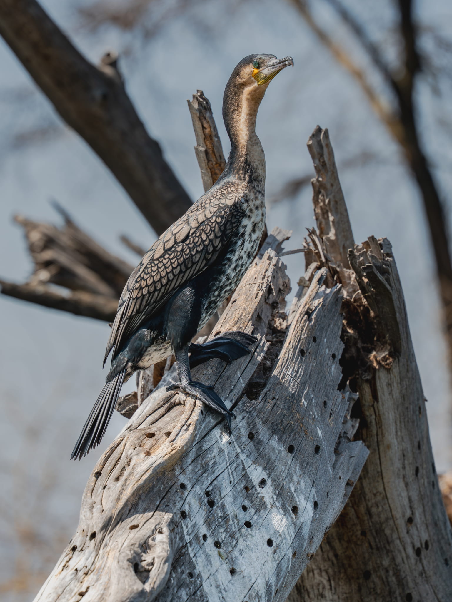 Reed Cormorant (Microcarbo africanus) Perched on a Dead Tree Stump