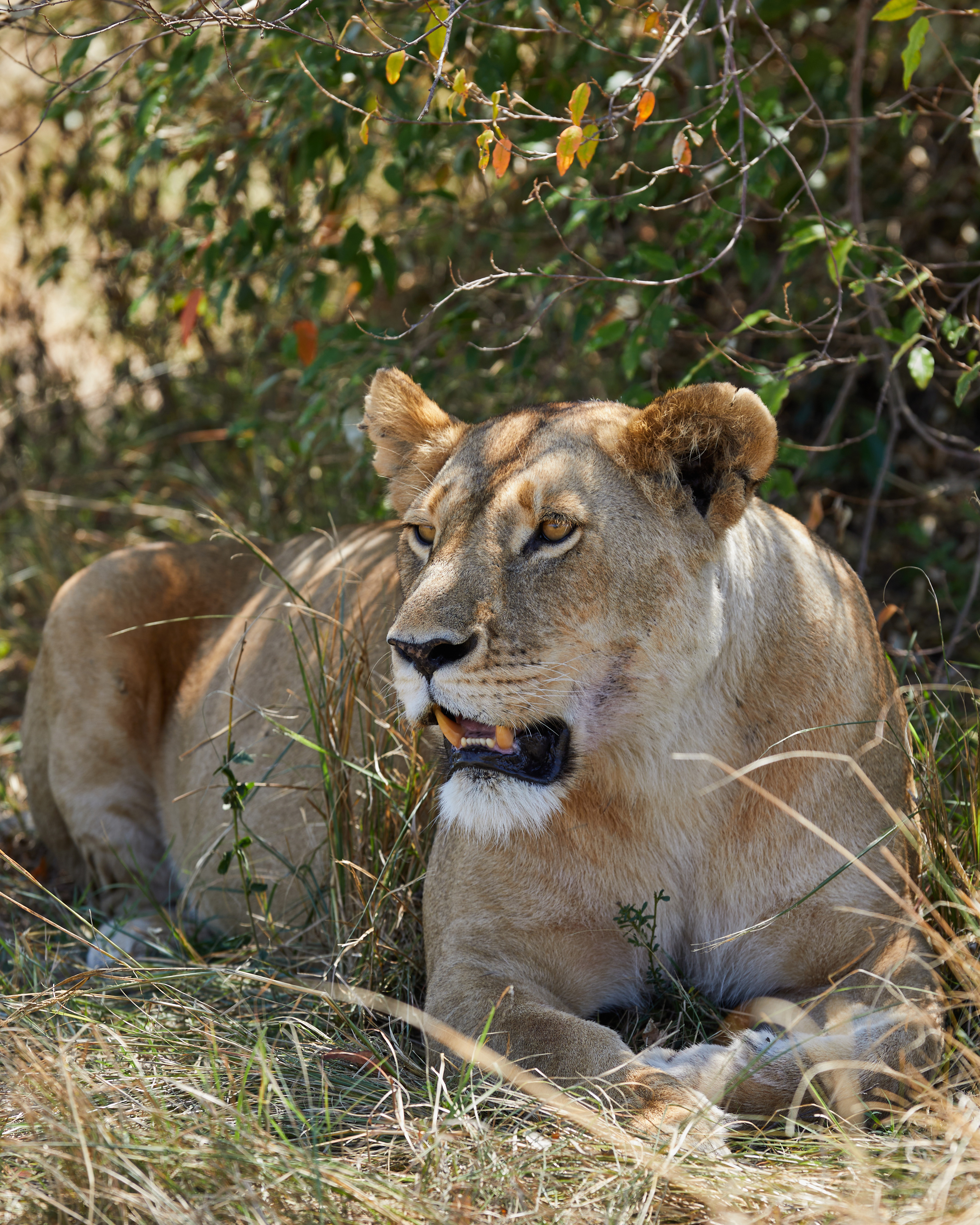 Lioness Resting in Dappled Shade