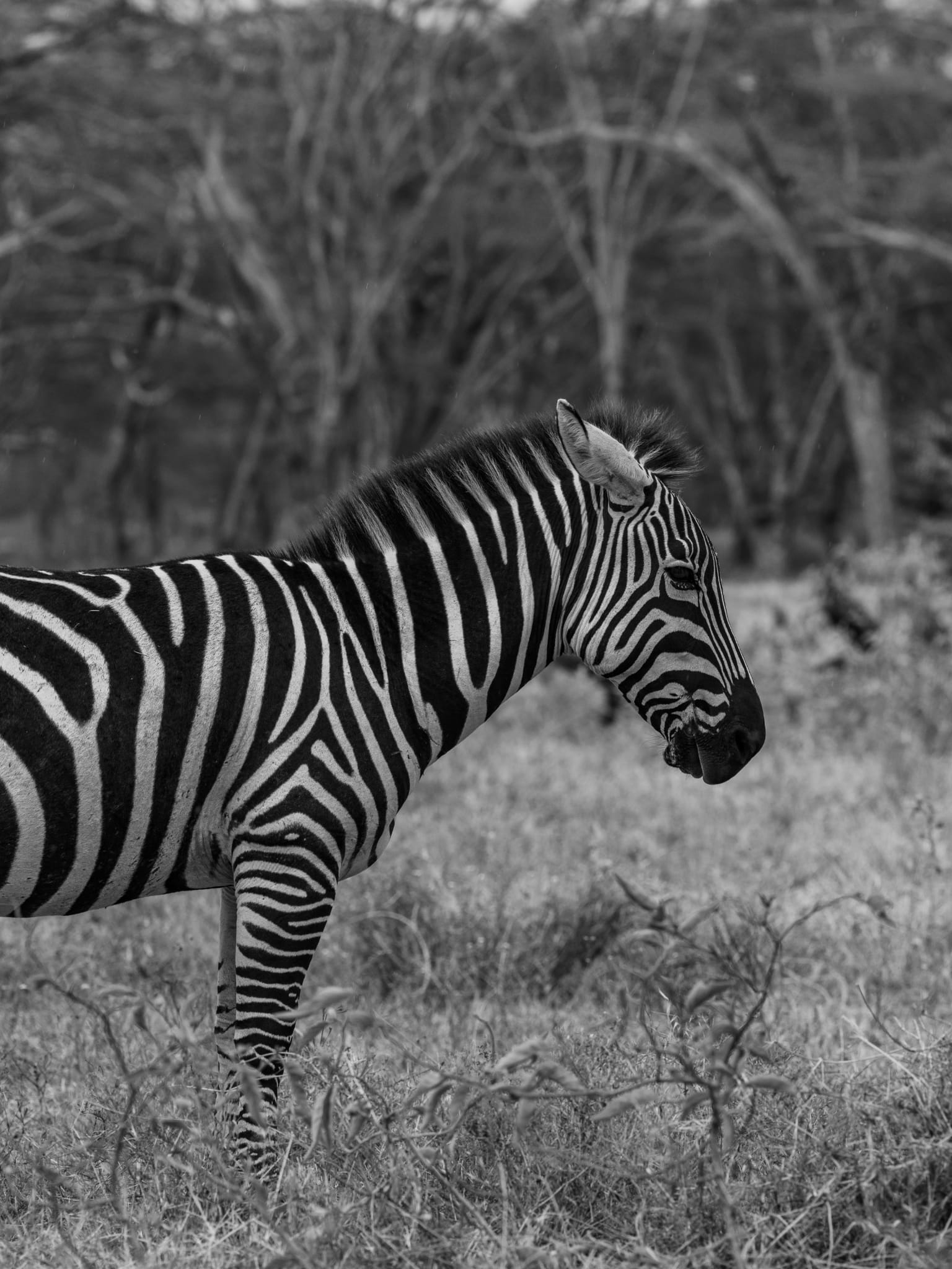 Profile of a Plains Zebra