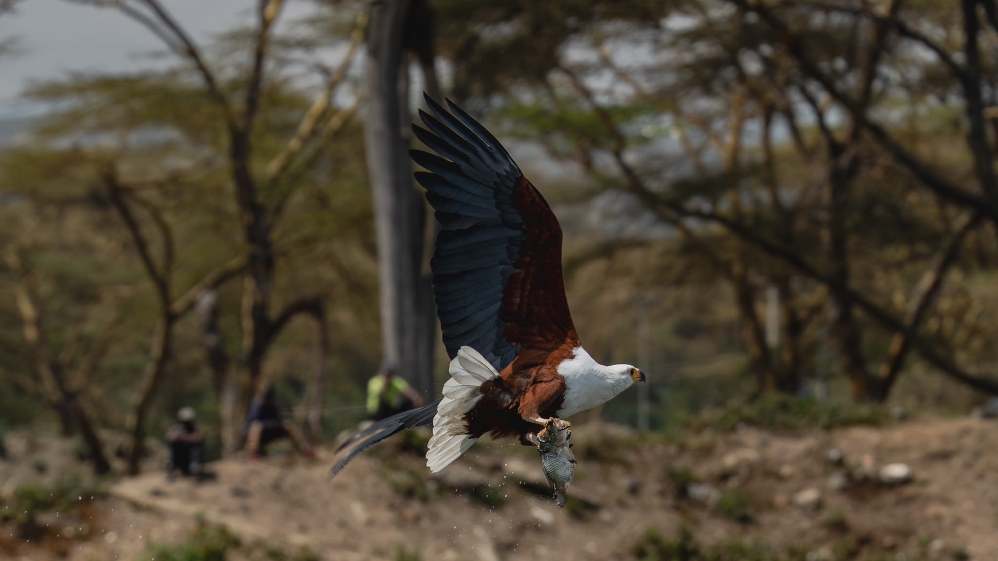 African Fish Eagle in Flight