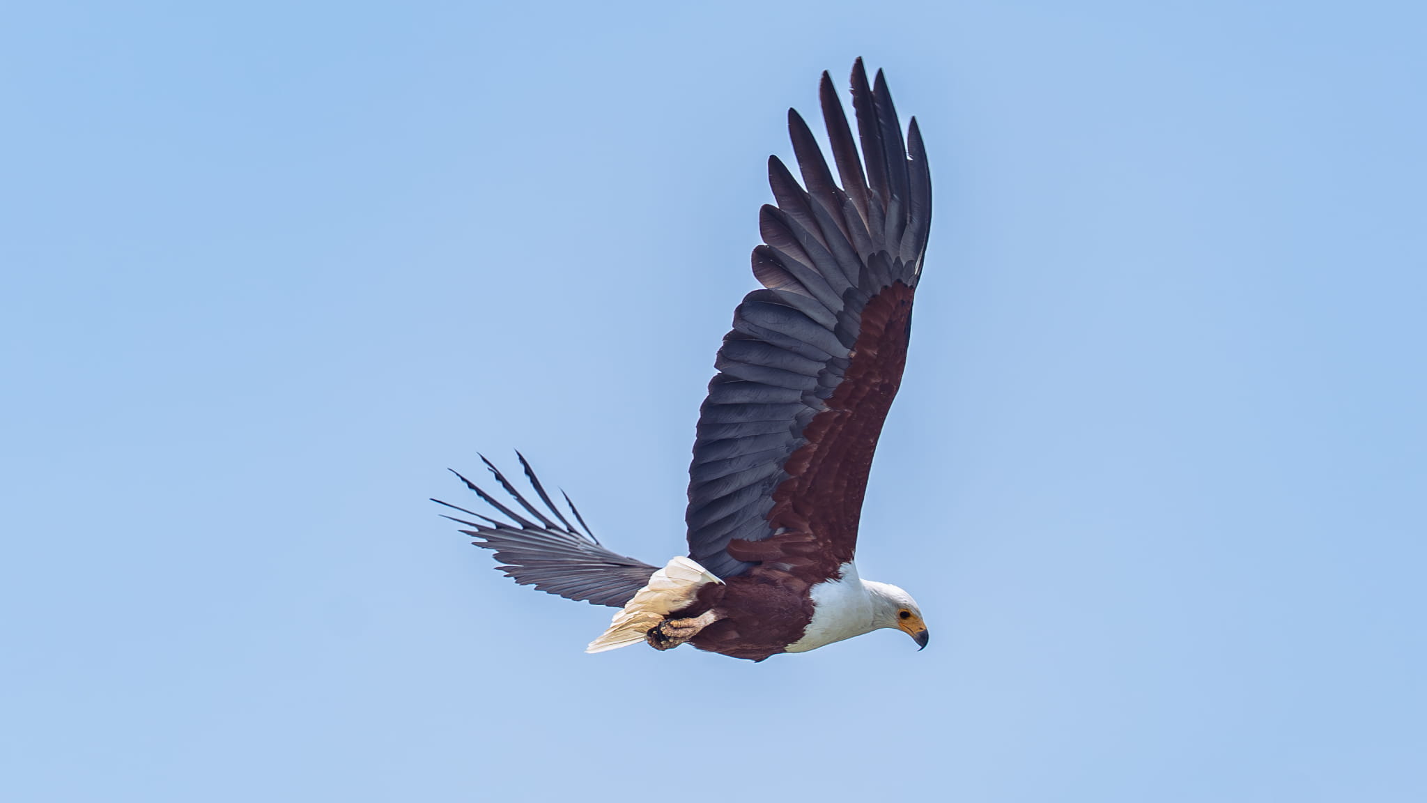The soaring African Fish Eagle