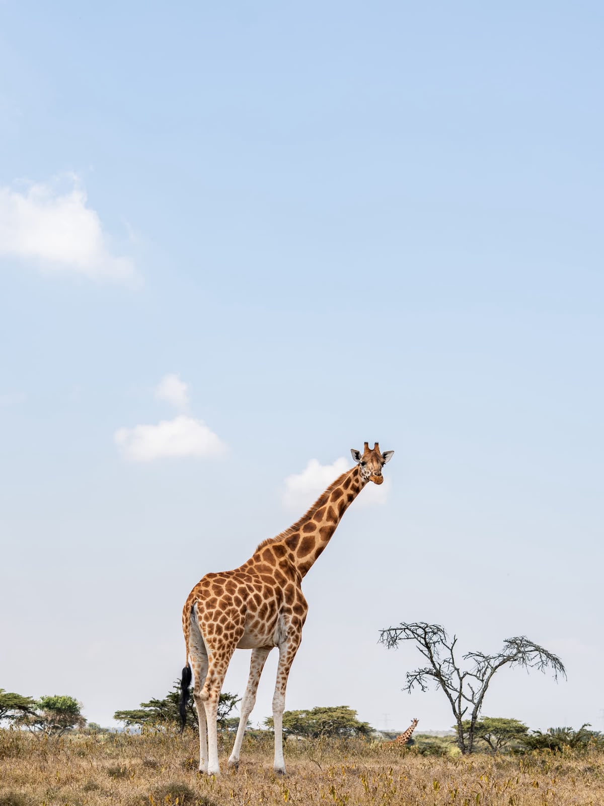 The Reticulate Giraffe
