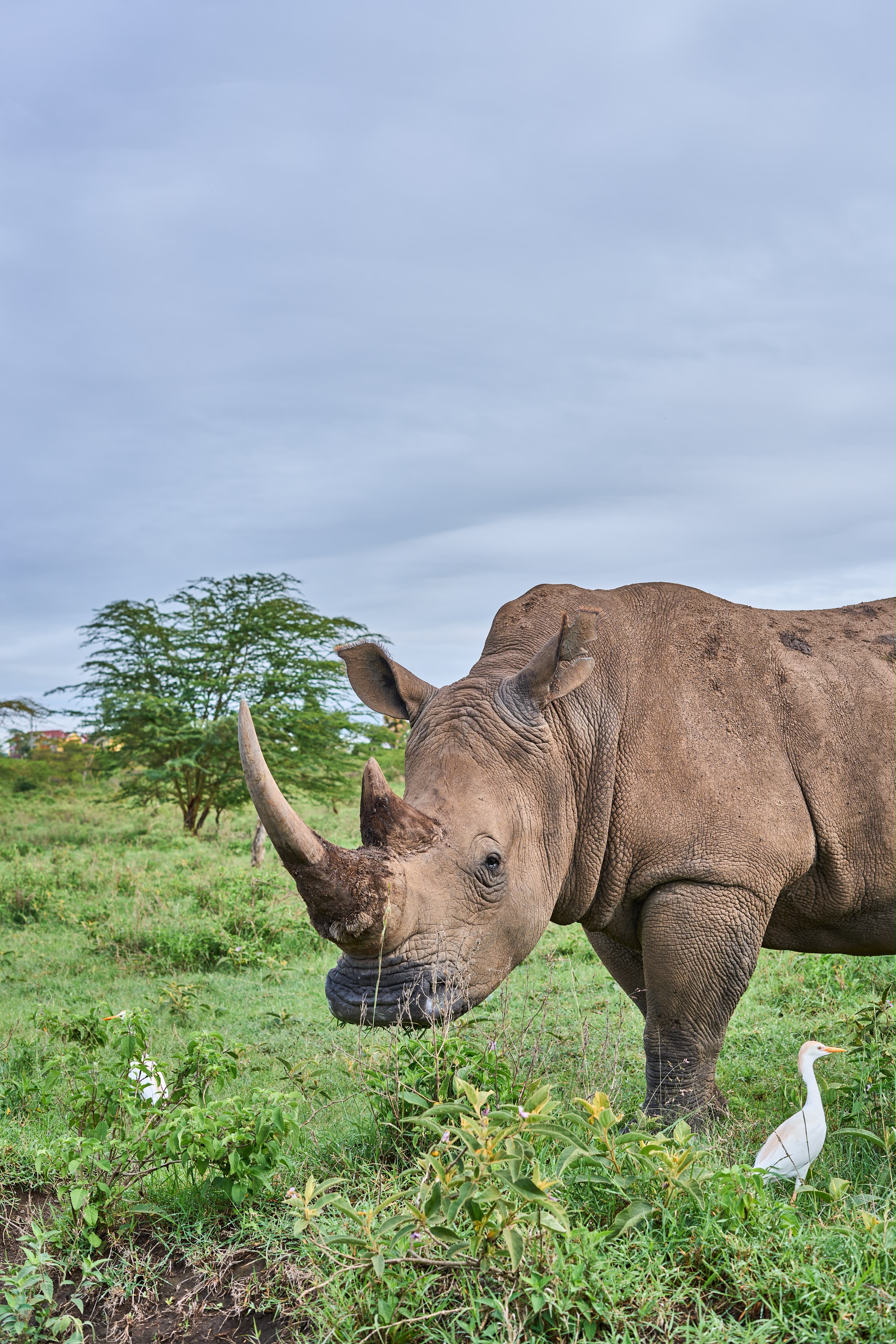 The Horny Rhino