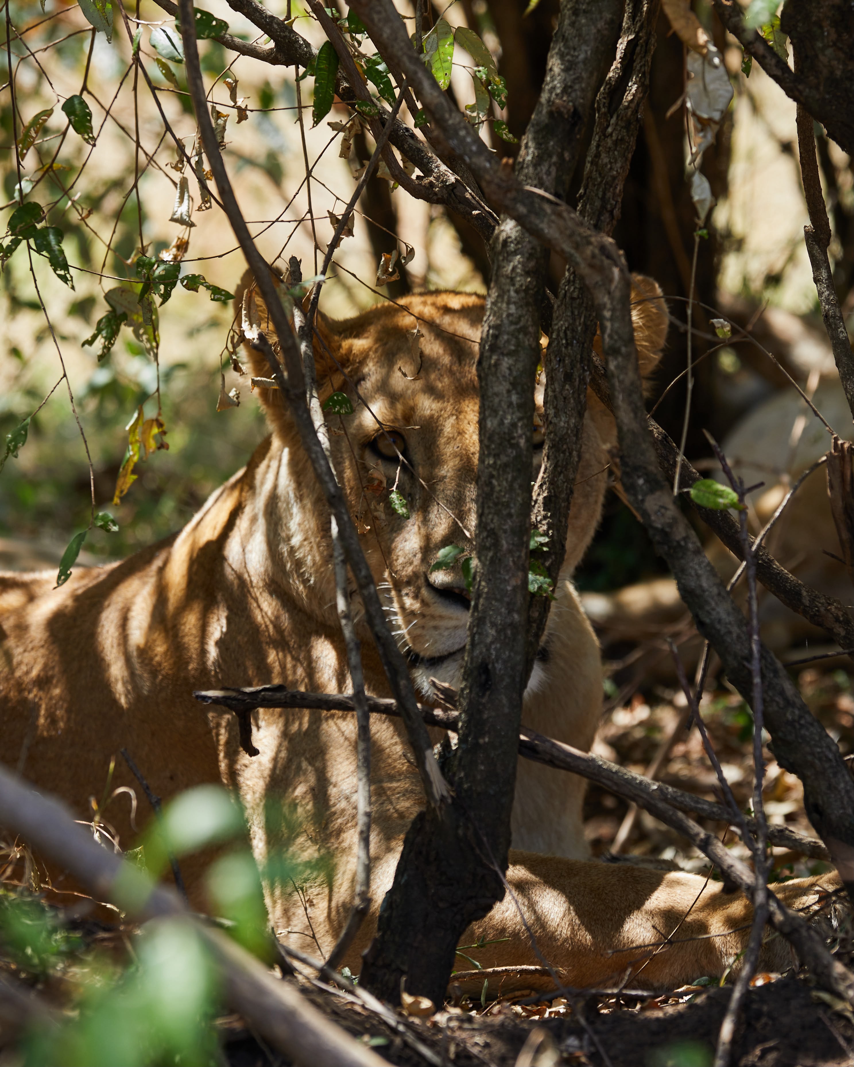 Blending in the savanna