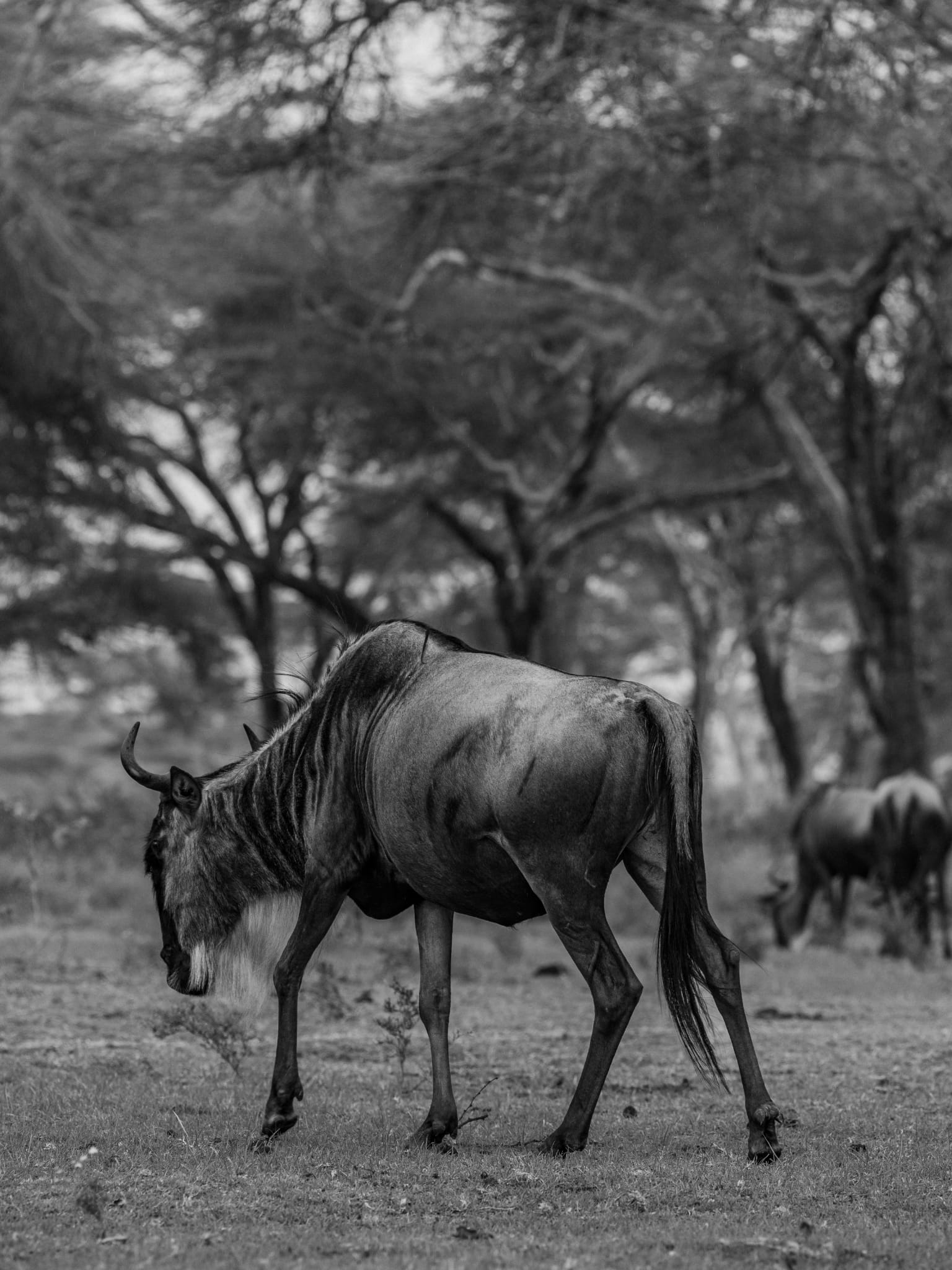 The Blue Wildebeest
