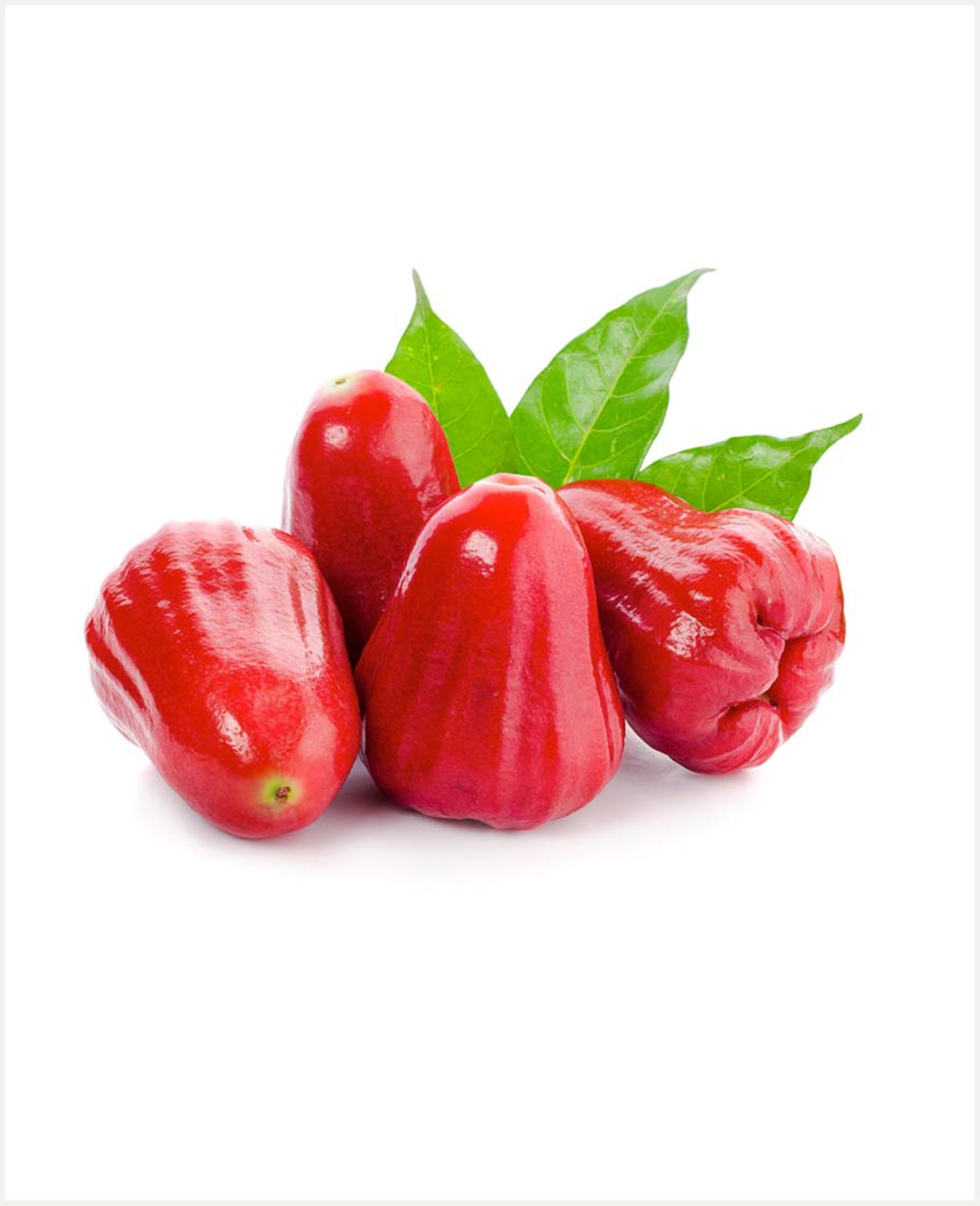 Apple Rose Pkt Thailand