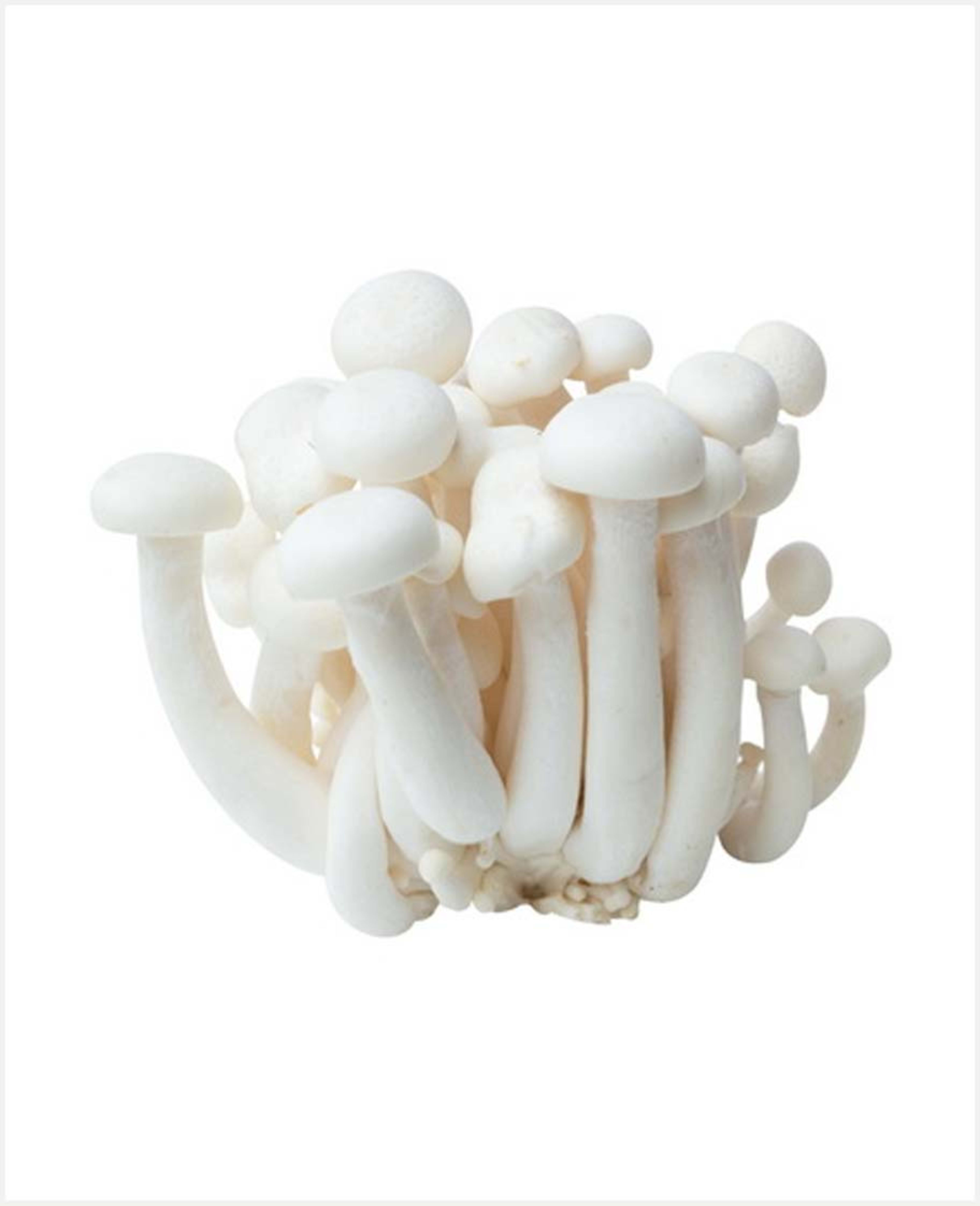 Shimenji Mushroom White