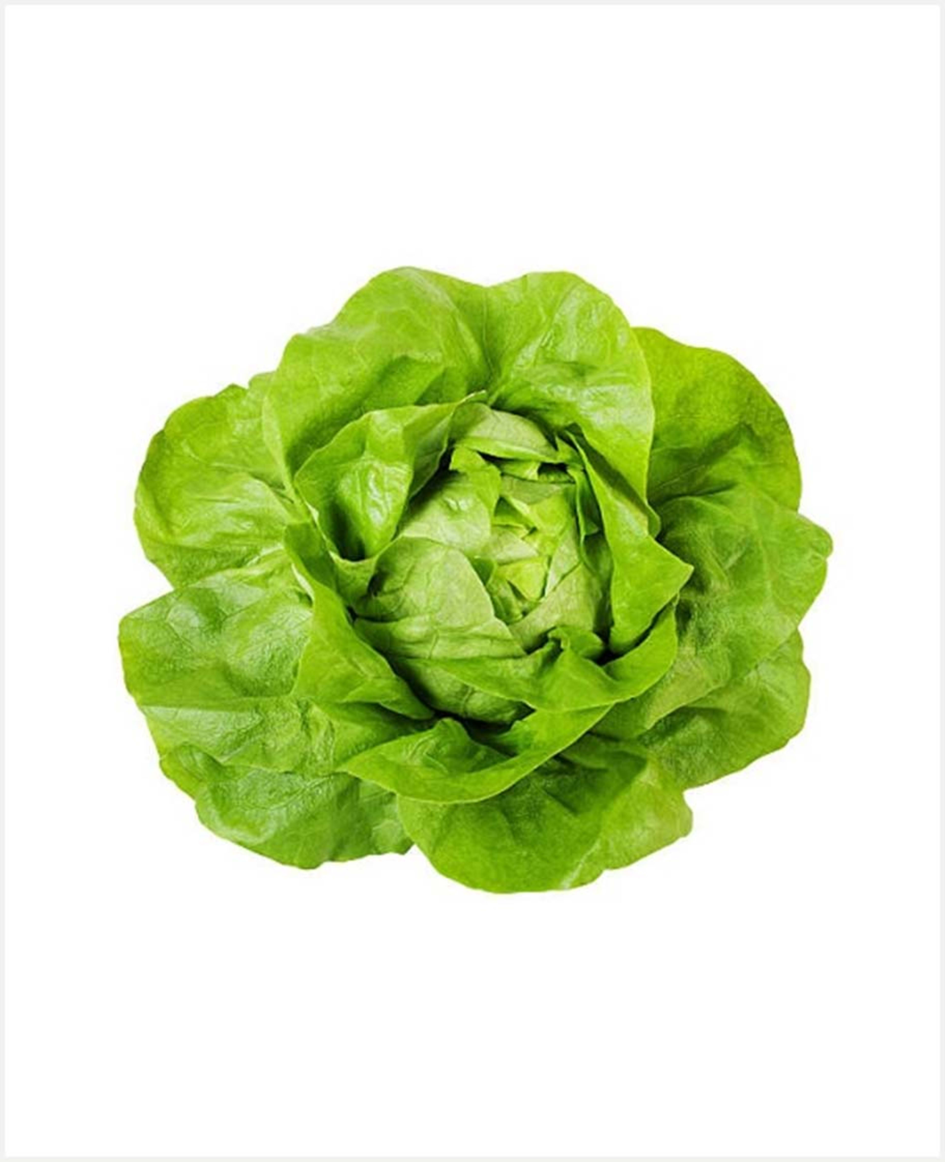 Lettuce Boston Soft Holland