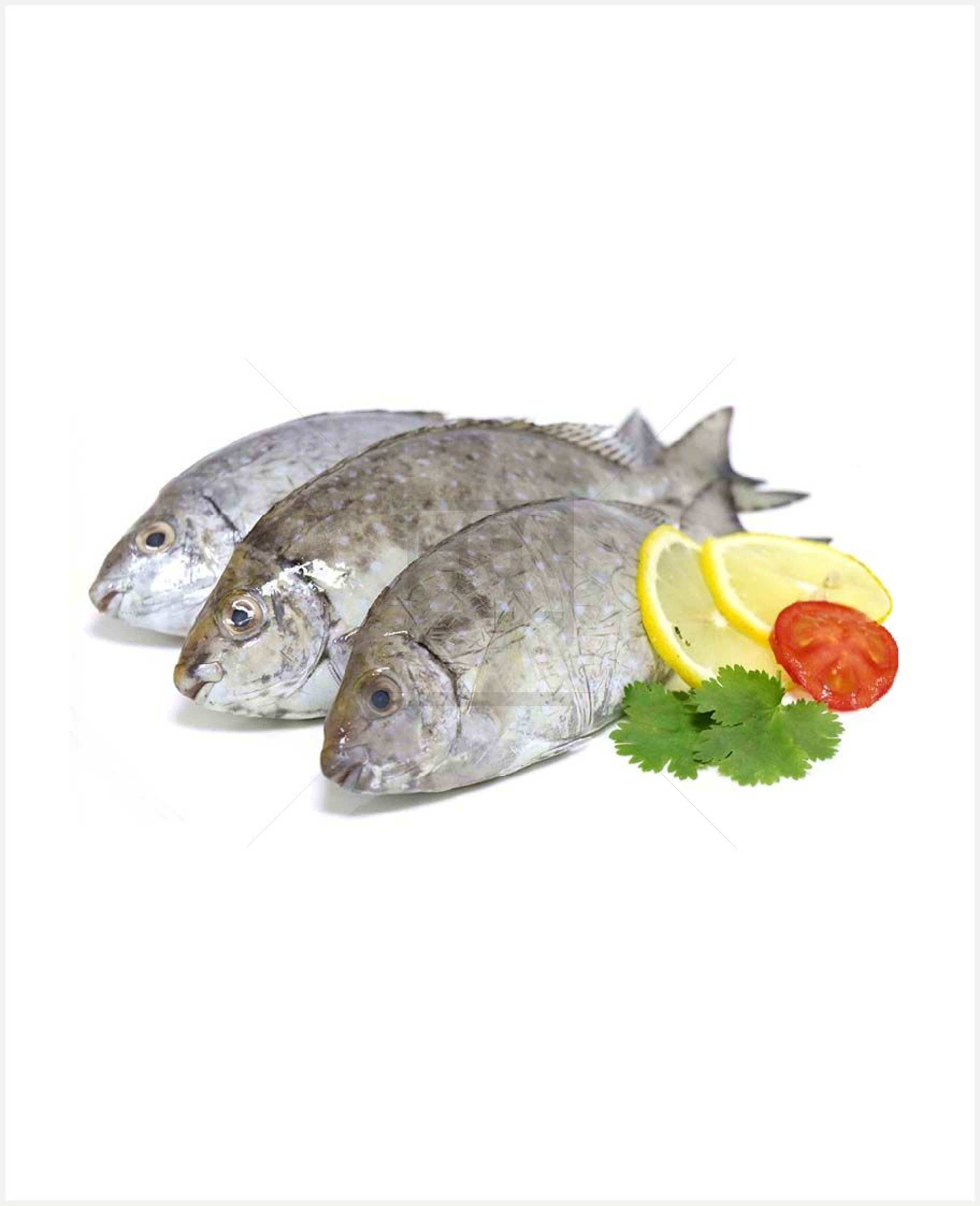 Safi Fish - image 2